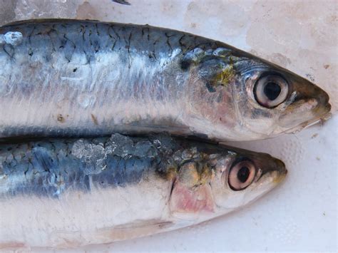 Sardine Shape Unique Characteristic .